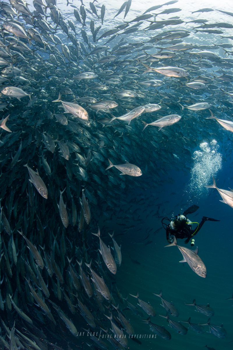 PADI IDC course in Cabo San Lucas Mexico