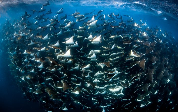 giant school of Mobula Rays in Cabo San Lucas Mexico